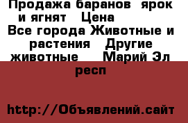 Продажа баранов, ярок и ягнят › Цена ­ 3 500 - Все города Животные и растения » Другие животные   . Марий Эл респ.